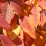Fraxinus americana 'Autumn Blaze'.png